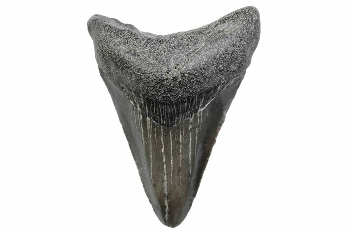 Serrated, Juvenile Megalodon Tooth - South Carolina #370180